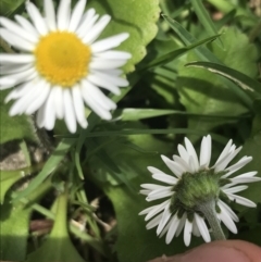 Bellis perennis at Orbost, VIC - 14 Dec 2021 12:59 PM