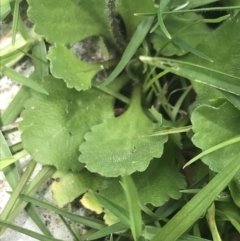 Bellis perennis at Orbost, VIC - 14 Dec 2021 12:59 PM