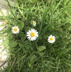 Bellis perennis at Orbost, VIC - 14 Dec 2021 12:59 PM