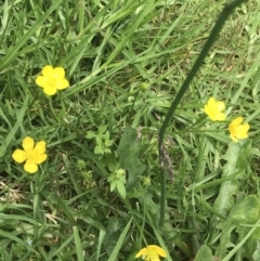 Ranunculus lappaceus at Orbost, VIC - 14 Dec 2021