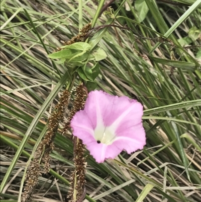 Calystegia sepium subsp. roseata (Large Bindweed) at Orbost, VIC - 14 Dec 2021 by Tapirlord