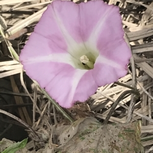 Calystegia sepium at Orbost, VIC - 14 Dec 2021