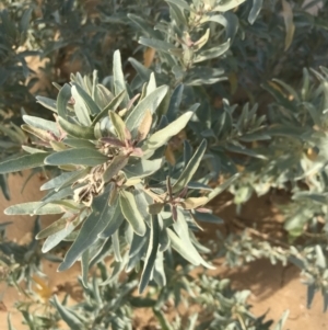 Atriplex cinerea at Ventnor, VIC - 14 Dec 2021