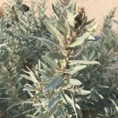 Atriplex cinerea at Ventnor, VIC - 14 Dec 2021