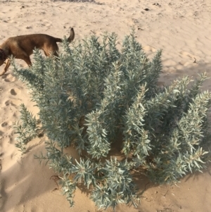 Atriplex cinerea at Ventnor, VIC - 14 Dec 2021