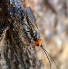 Braconidae (family) (Unidentified braconid wasp) at QPRC LGA - 17 Dec 2021 by Steve_Bok