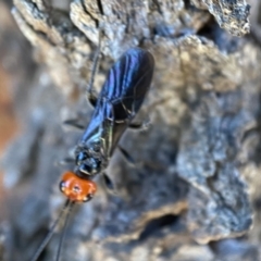 Braconidae (family) at Jerrabomberra, NSW - suppressed