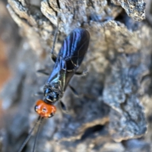 Braconidae (family) at Jerrabomberra, NSW - suppressed