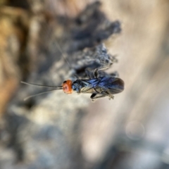 Braconidae (family) at Jerrabomberra, NSW - suppressed