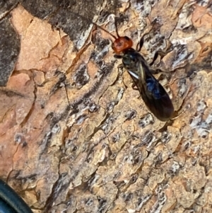 Braconidae (family) at Jerrabomberra, NSW - suppressed