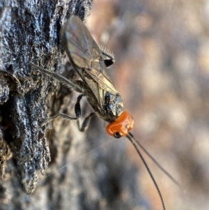 Braconidae (family) at Jerrabomberra, NSW - suppressed