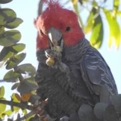 Callocephalon fimbriatum (Gang-gang Cockatoo) at ANBG - 17 Dec 2021 by HelenCross