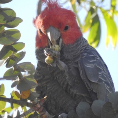 Callocephalon fimbriatum (Gang-gang Cockatoo) at Acton, ACT - 17 Dec 2021 by HelenCross