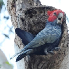 Callocephalon fimbriatum (Gang-gang Cockatoo) at Acton, ACT - 17 Dec 2021 by HelenCross