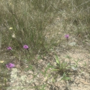 Cullen microcephalum at Lake George, NSW - 17 Dec 2021