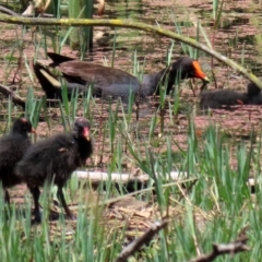 Gallinula tenebrosa at Fyshwick, ACT - 16 Dec 2021