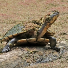 Chelodina longicollis (Eastern Long-necked Turtle) at Fyshwick, ACT - 16 Dec 2021 by RodDeb