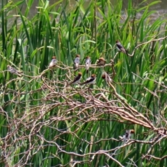 Petrochelidon ariel (Fairy Martin) at Fyshwick, ACT - 16 Dec 2021 by RodDeb