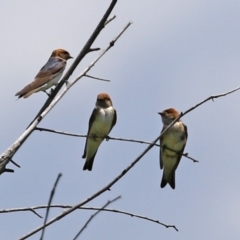 Petrochelidon ariel at Fyshwick, ACT - 16 Dec 2021 12:20 PM