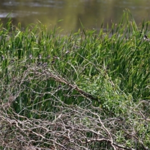 Petrochelidon ariel at Fyshwick, ACT - 16 Dec 2021