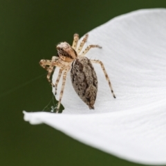 Helpis minitabunda (Threatening jumping spider) at Acton, ACT - 16 Dec 2021 by WHall