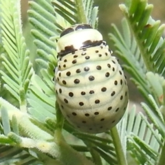 Dicranosterna immaculata (Acacia leaf beetle) at Bullen Range - 16 Dec 2021 by HelenCross