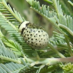 Dicranosterna immaculata at Stromlo, ACT - 16 Dec 2021