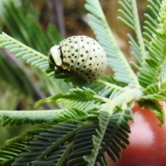 Dicranosterna immaculata at Stromlo, ACT - 16 Dec 2021