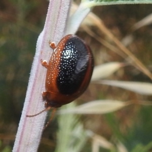 Dicranosterna immaculata at Stromlo, ACT - 16 Dec 2021