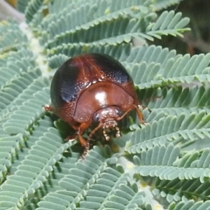 Dicranosterna immaculata at Stromlo, ACT - 16 Dec 2021