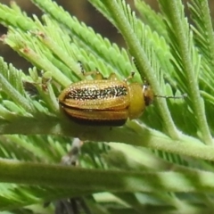 Calomela juncta (Leaf beetle) at Stromlo, ACT - 16 Dec 2021 by HelenCross