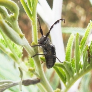 Ancita sp. (genus) at Stromlo, ACT - 16 Dec 2021