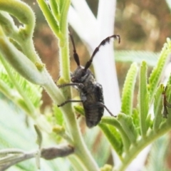 Ancita sp. (genus) (Longicorn or longhorn beetle) at Stromlo, ACT - 16 Dec 2021 by HelenCross