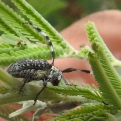 Ancita sp. (genus) at Stromlo, ACT - 16 Dec 2021