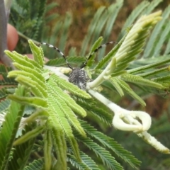 Ancita sp. (genus) at Stromlo, ACT - 16 Dec 2021