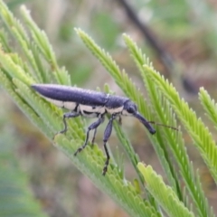 Rhinotia phoenicoptera (Belid weevil) at Stromlo, ACT - 16 Dec 2021 by HelenCross