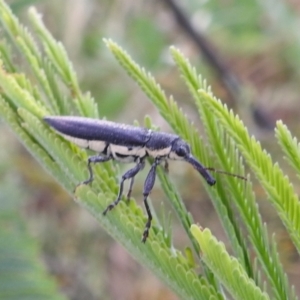 Rhinotia phoenicoptera at Stromlo, ACT - 16 Dec 2021 05:50 PM