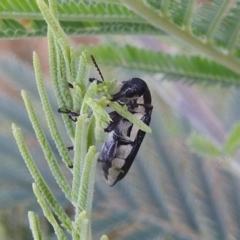 Rhinotia phoenicoptera at Stromlo, ACT - 16 Dec 2021