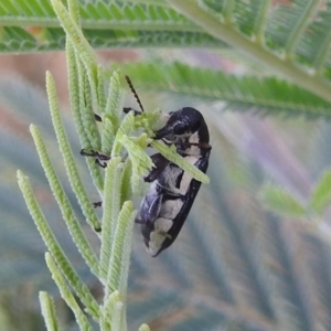 Rhinotia phoenicoptera at Stromlo, ACT - 16 Dec 2021 05:50 PM