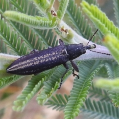 Rhinotia phoenicoptera at Stromlo, ACT - 16 Dec 2021