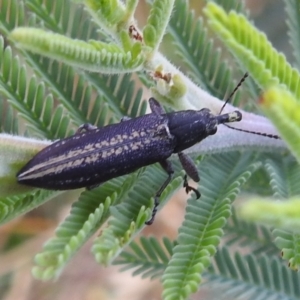 Rhinotia phoenicoptera at Stromlo, ACT - 16 Dec 2021