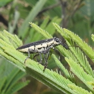 Rhinotia phoenicoptera at Stromlo, ACT - 16 Dec 2021