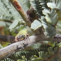 Sextius virescens (Acacia horned treehopper) at Stromlo, ACT - 16 Dec 2021 by HelenCross