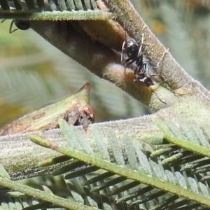 Sextius virescens at Stromlo, ACT - 16 Dec 2021