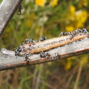Cicadellidae (family) at Stromlo, ACT - 16 Dec 2021