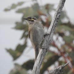 Caligavis chrysops (Yellow-faced Honeyeater) at Bullen Range - 16 Dec 2021 by HelenCross