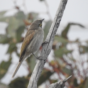 Caligavis chrysops at Stromlo, ACT - 16 Dec 2021 06:24 PM