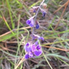 Glycine tabacina (Variable Glycine) at Bullen Range - 16 Dec 2021 by HelenCross