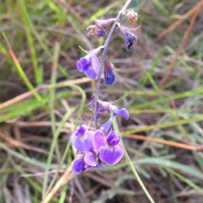 Glycine tabacina (Variable Glycine) at Stromlo, ACT - 16 Dec 2021 by HelenCross