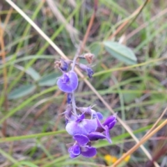 Glycine tabacina at Stromlo, ACT - 16 Dec 2021 06:30 PM